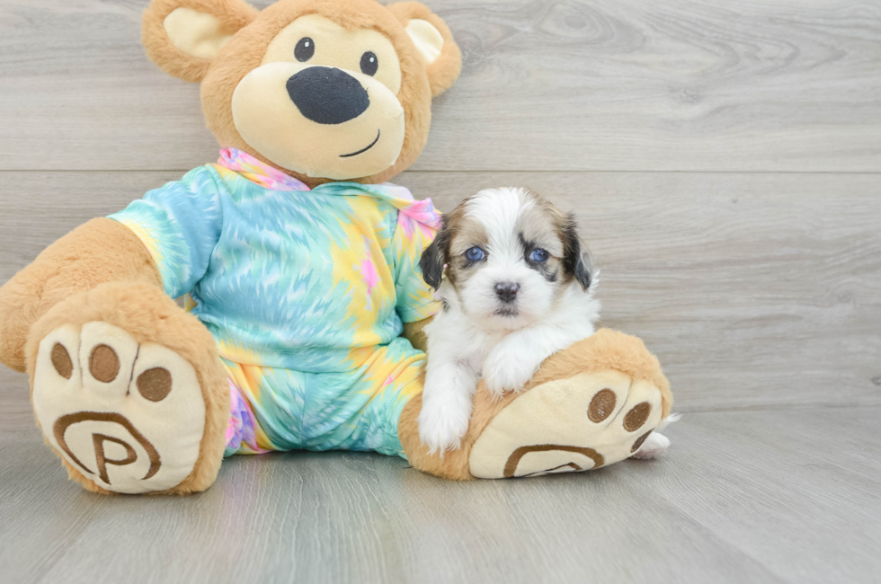 5 week old Shih Poo Puppy For Sale - Puppy Love PR