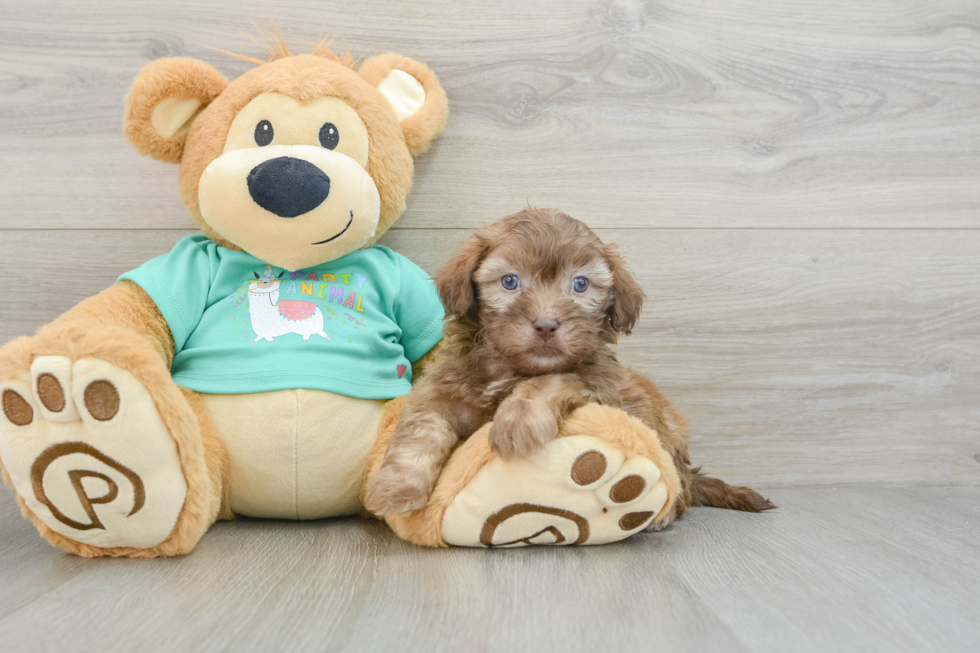 Little Shih Poo Poodle Mix Puppy