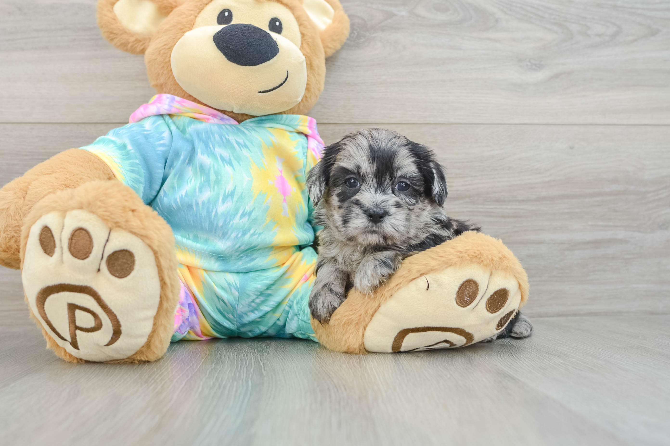 Fluffy Shih Poo Poodle Mix Pup