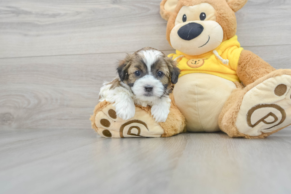 Shih Poo Pup Being Cute