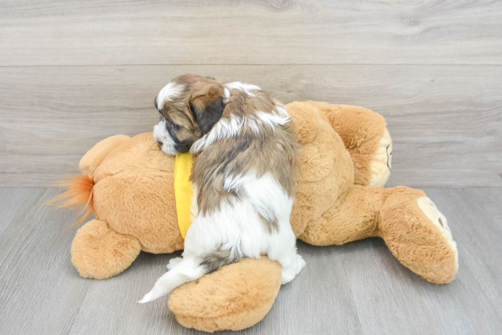 Shih Poo Puppy for Adoption