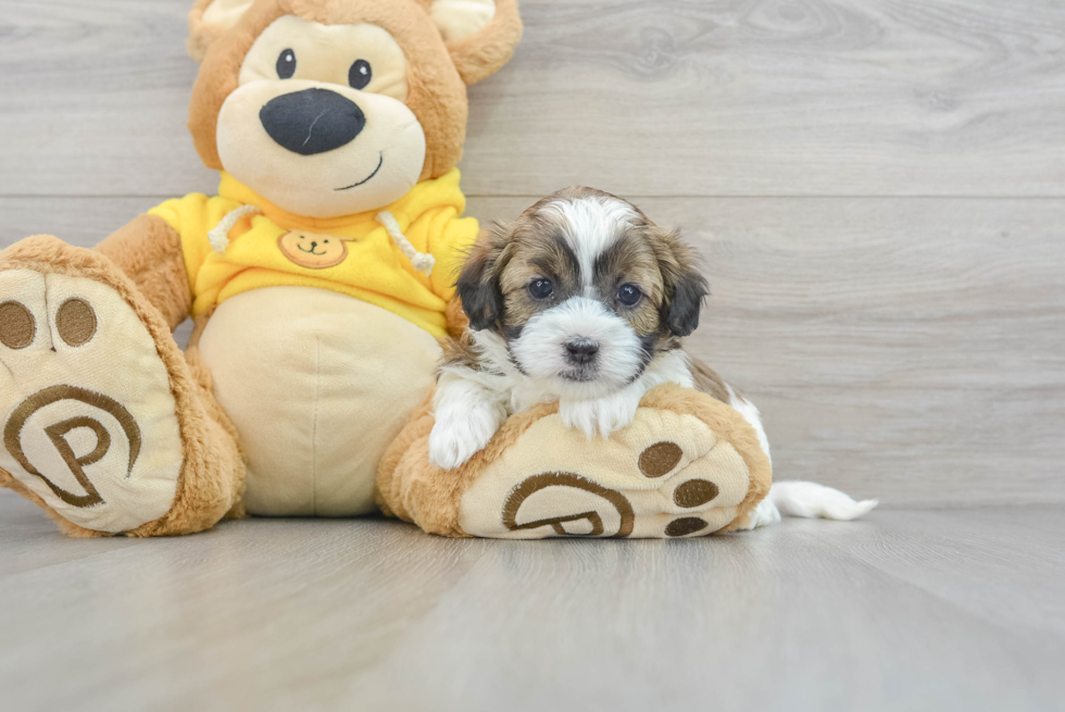 Shih Poo Pup Being Cute