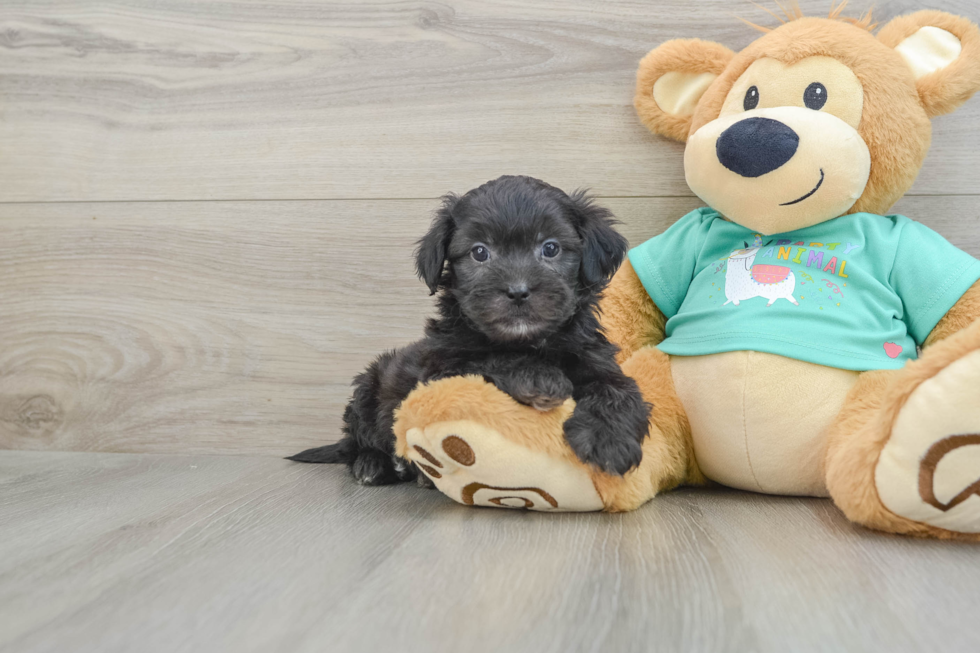 Hypoallergenic Shih Poo Poodle Mix Puppy