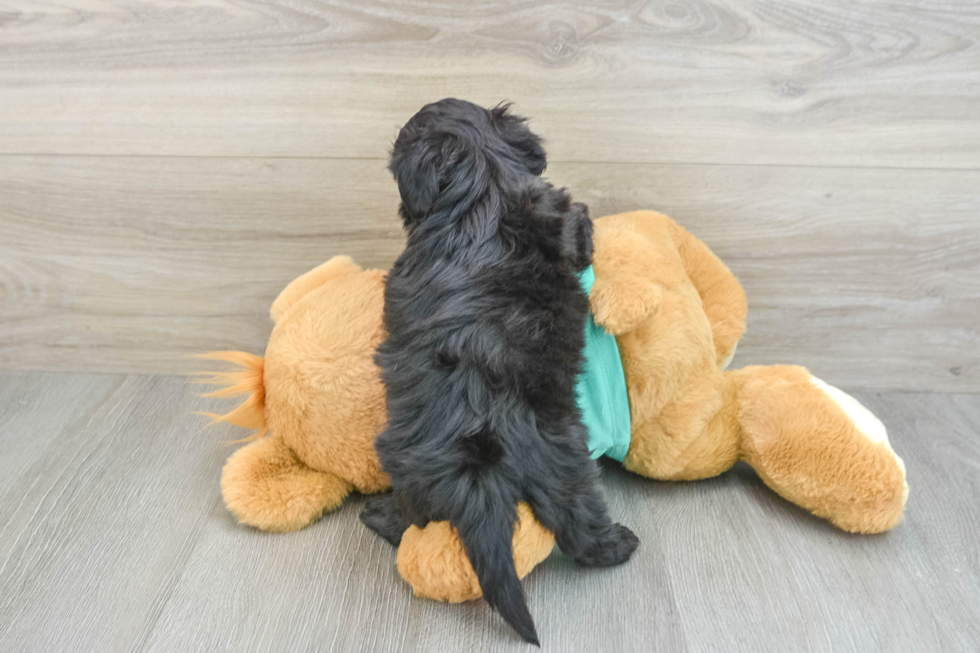 Energetic Shih Poo Poodle Mix Puppy