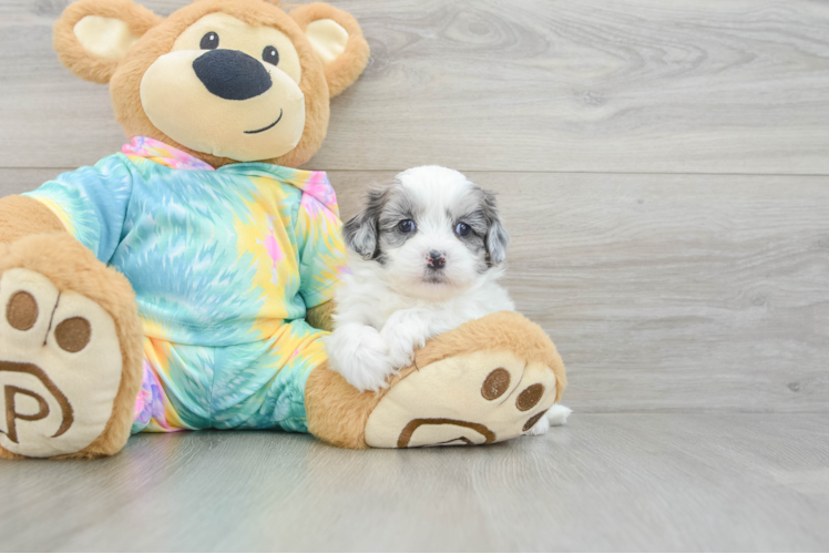 Little Shihpoo Poodle Mix Puppy