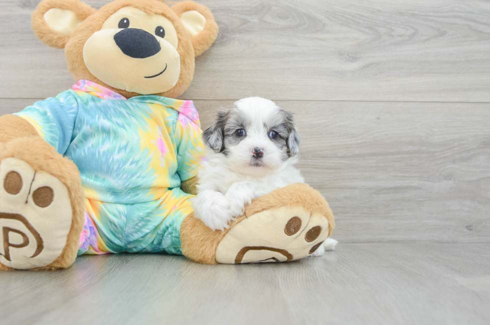 5 week old Shih Poo Puppy For Sale - Puppy Love PR