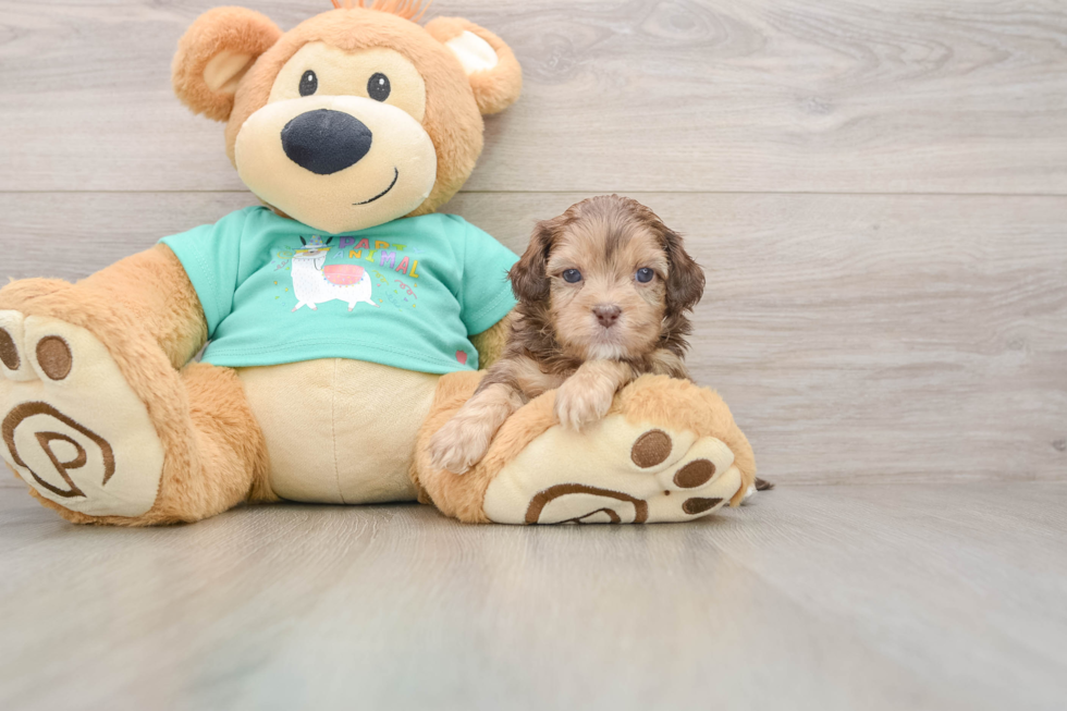Little Shihpoo Poodle Mix Puppy