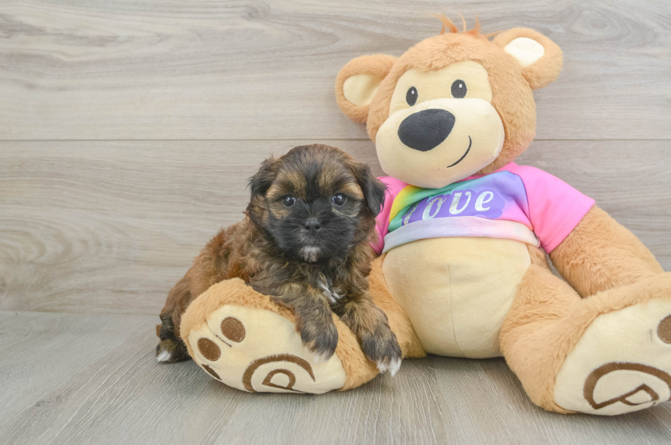5 week old Shih Poo Puppy For Sale - Puppy Love PR