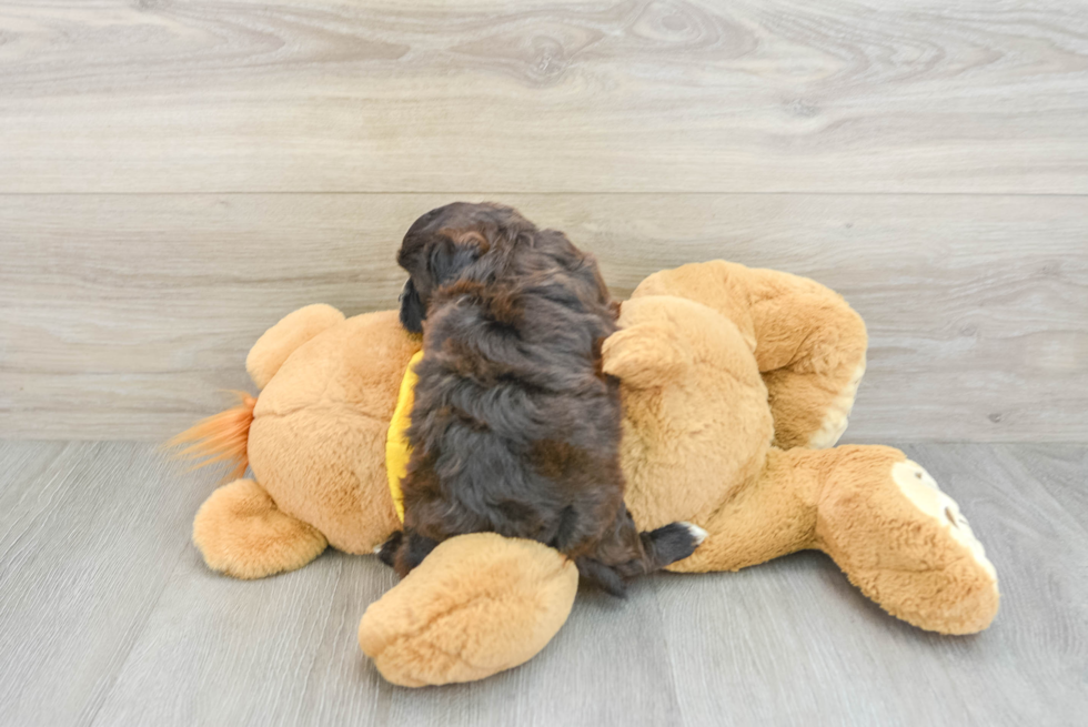 Popular Shih Poo Poodle Mix Pup