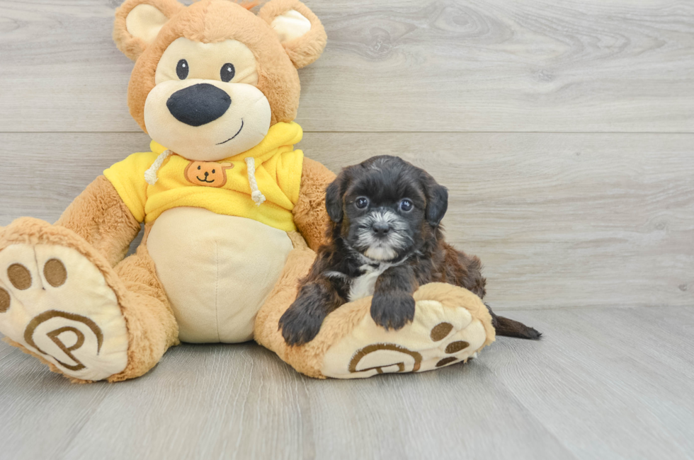 7 week old Shih Poo Puppy For Sale - Puppy Love PR