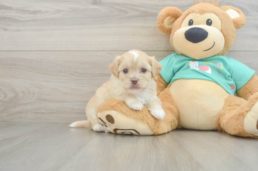 5 week old Shih Poo Puppy For Sale - Puppy Love PR