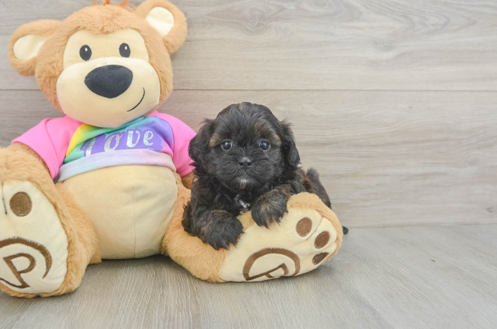 5 week old Shih Poo Puppy For Sale - Puppy Love PR