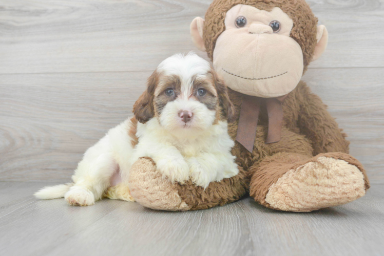 Best Shih Poo Baby