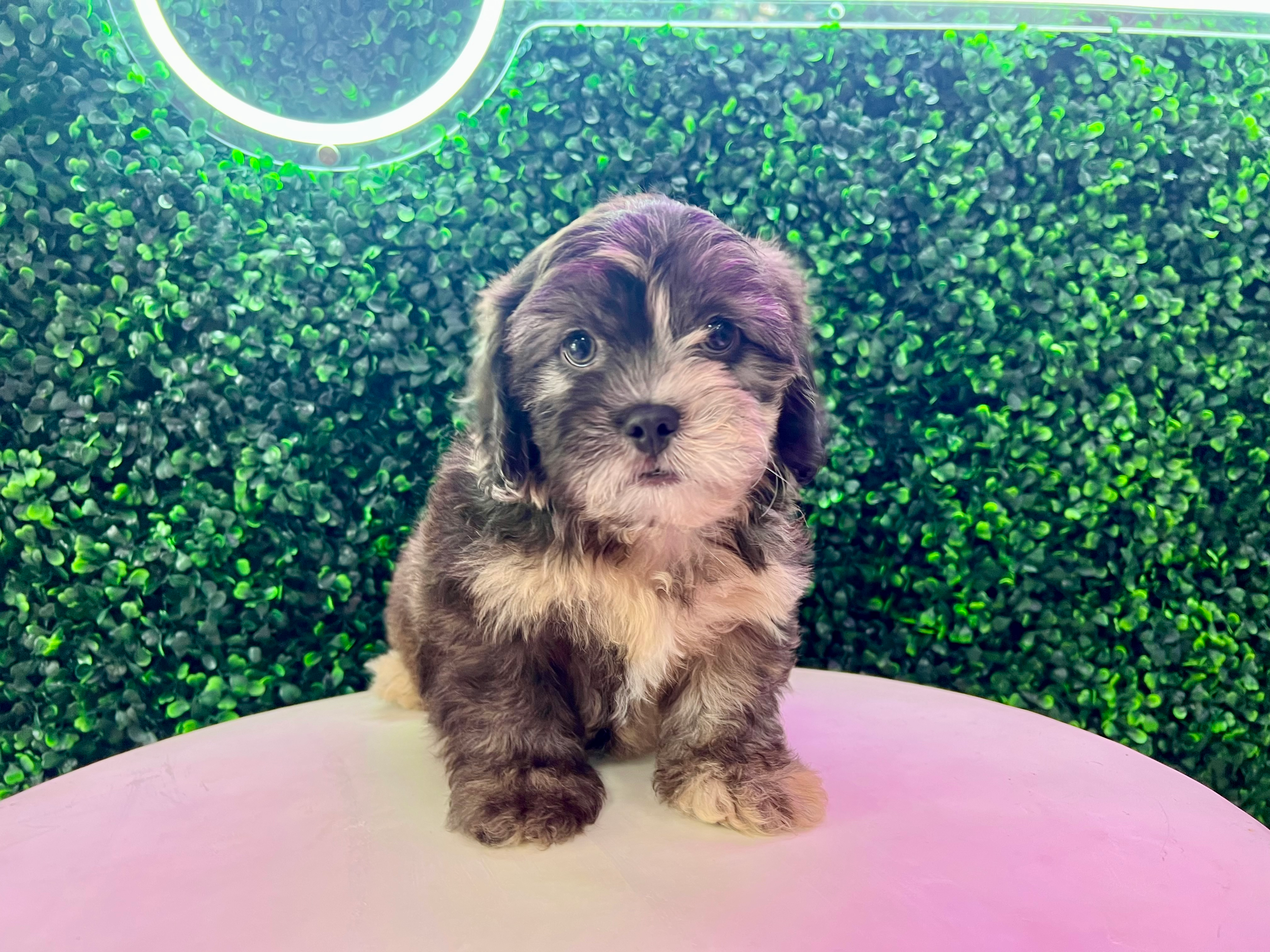 Cute Shihpoo Poodle Mix Puppy