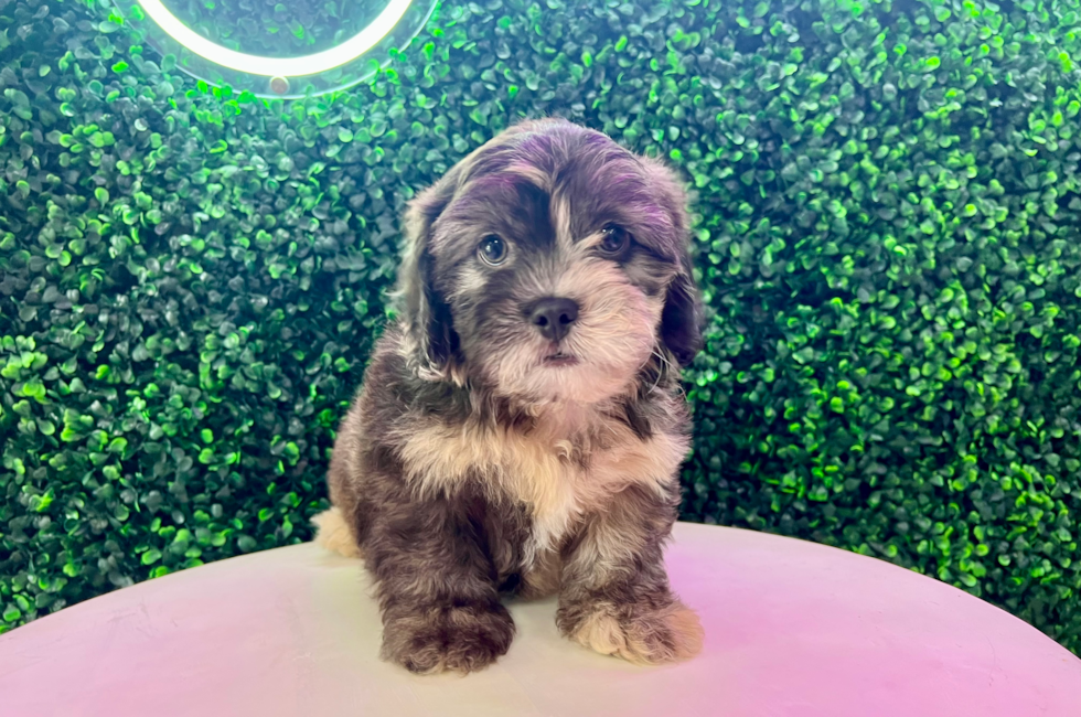 10 week old Shih Poo Puppy For Sale - Puppy Love PR