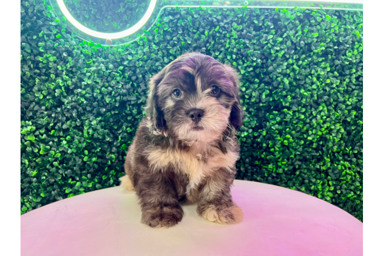 Cute Shihpoo Poodle Mix Puppy