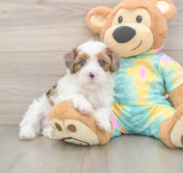 8 week old Shih Poo Puppy For Sale - Puppy Love PR