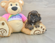 8 week old Shih Poo Puppy For Sale - Puppy Love PR