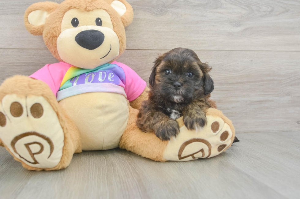 5 week old Shih Poo Puppy For Sale - Puppy Love PR