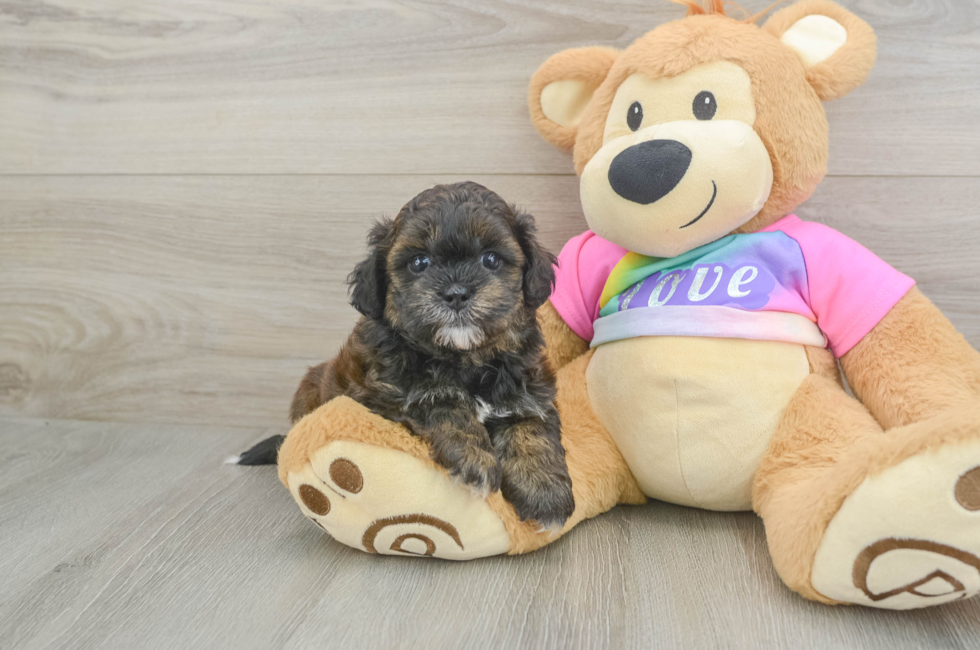 5 week old Shih Poo Puppy For Sale - Puppy Love PR