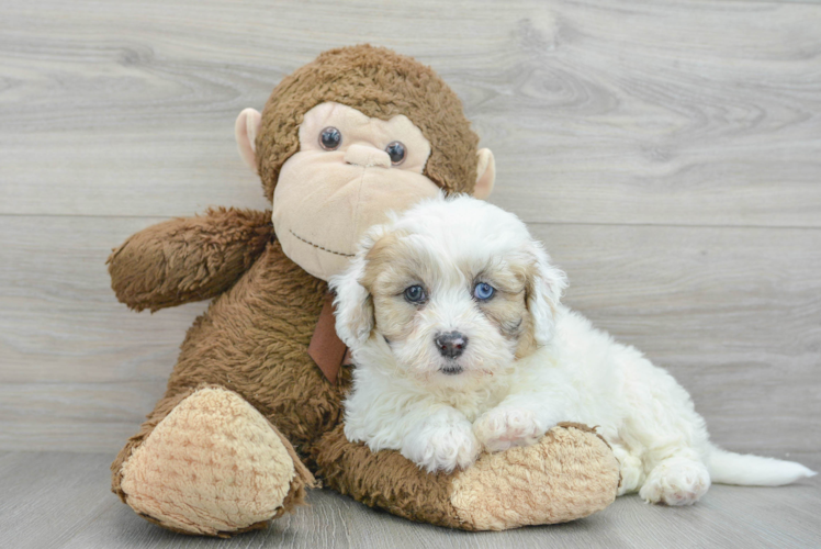 Best Shih Poo Baby