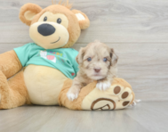 8 week old Shih Poo Puppy For Sale - Puppy Love PR