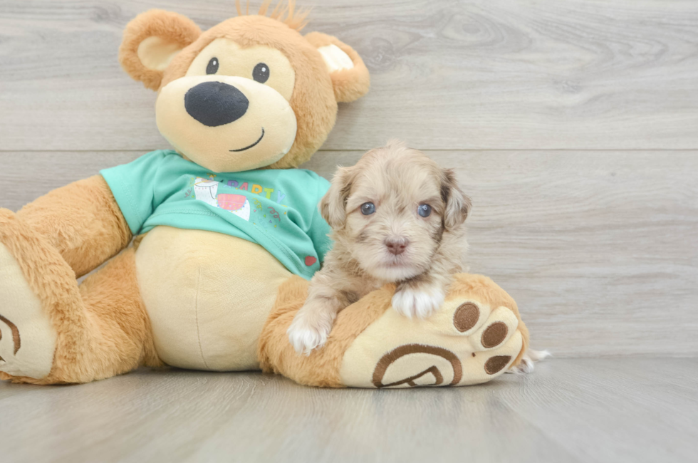 5 week old Shih Poo Puppy For Sale - Puppy Love PR