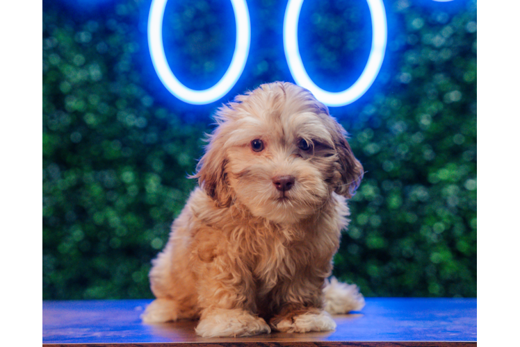 Shih Poo Pup Being Cute