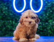 10 week old Shih Poo Puppy For Sale - Puppy Love PR