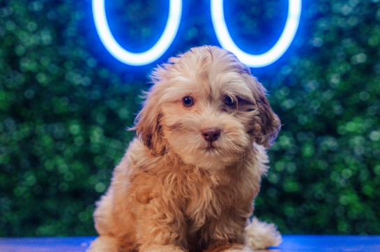 Shih Poo Pup Being Cute