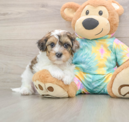 8 week old Shih Poo Puppy For Sale - Puppy Love PR