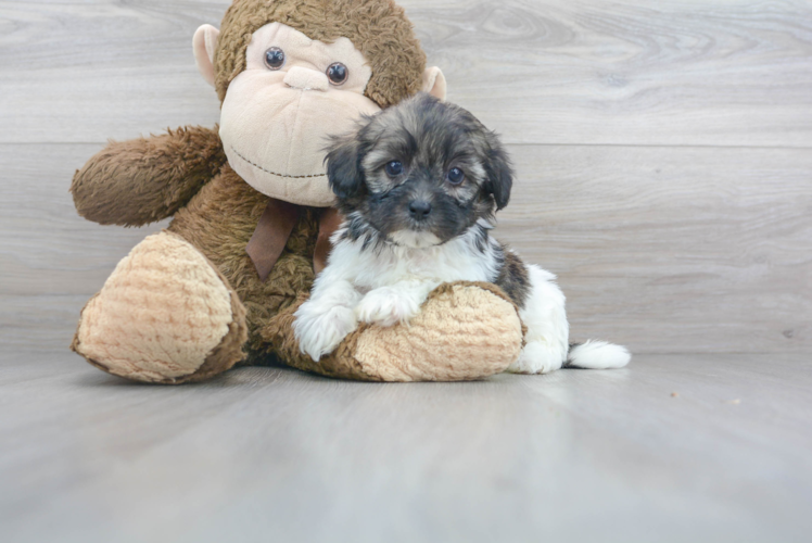 Meet Theo - our Shih Poo Puppy Photo 1/3 - Puppy Love PR Best Shih Poo Baby
