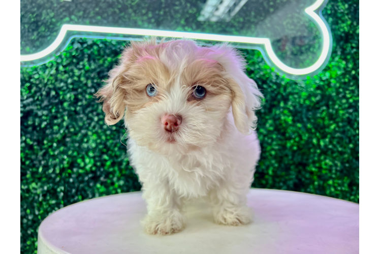 Shih Poo Pup Being Cute