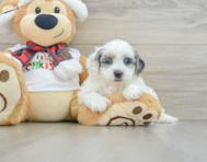 8 week old Shih Poo Puppy For Sale - Puppy Love PR