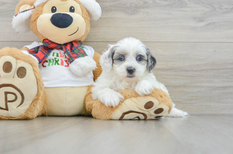 8 week old Shih Poo Puppy For Sale - Puppy Love PR