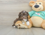 8 week old Shih Poo Puppy For Sale - Puppy Love PR