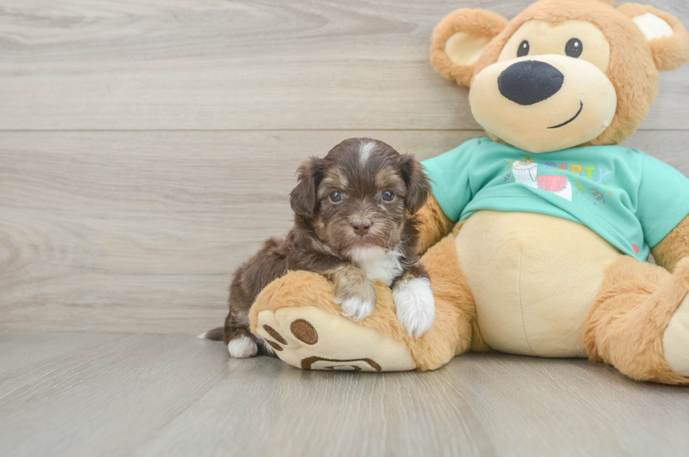 5 week old Shih Poo Puppy For Sale - Puppy Love PR