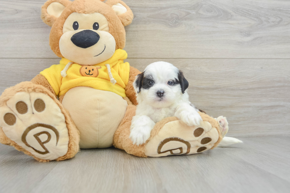 Best Shih Poo Baby