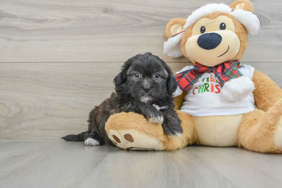 Best Shih Poo Baby