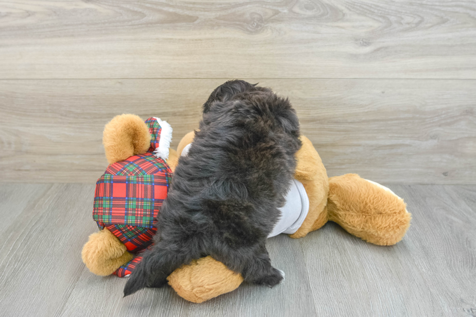 Best Shih Poo Baby