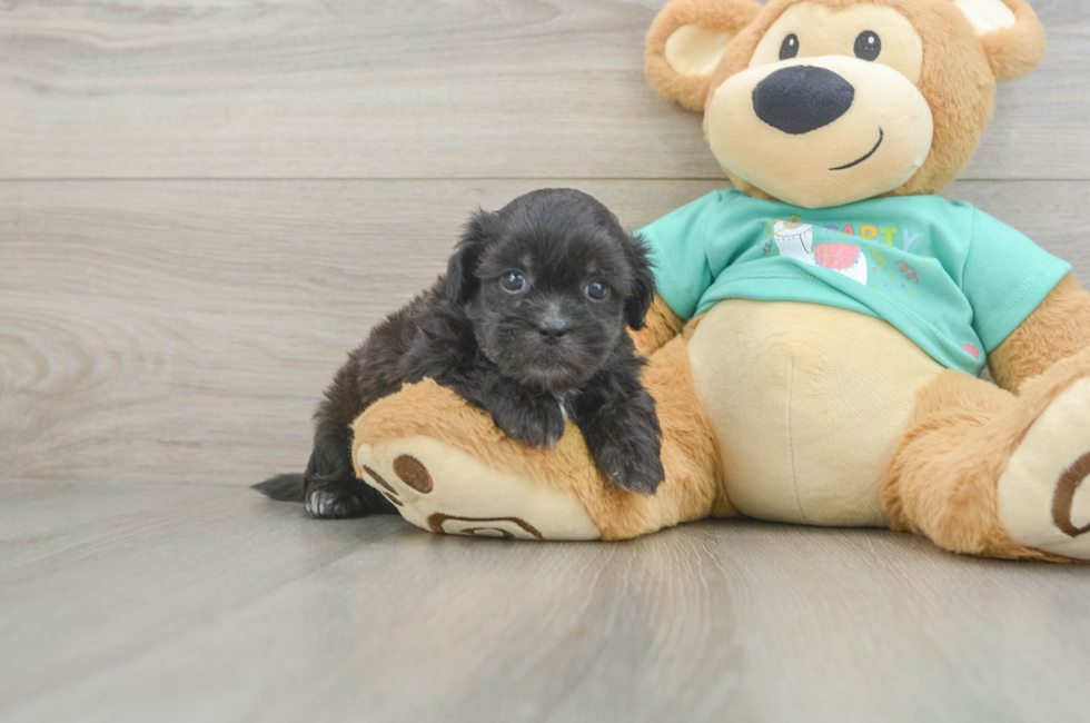 5 week old Shih Poo Puppy For Sale - Puppy Love PR