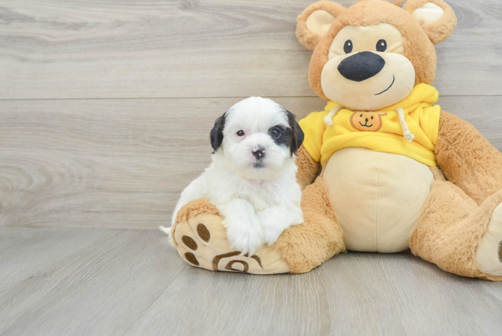 Shih Poo Pup Being Cute