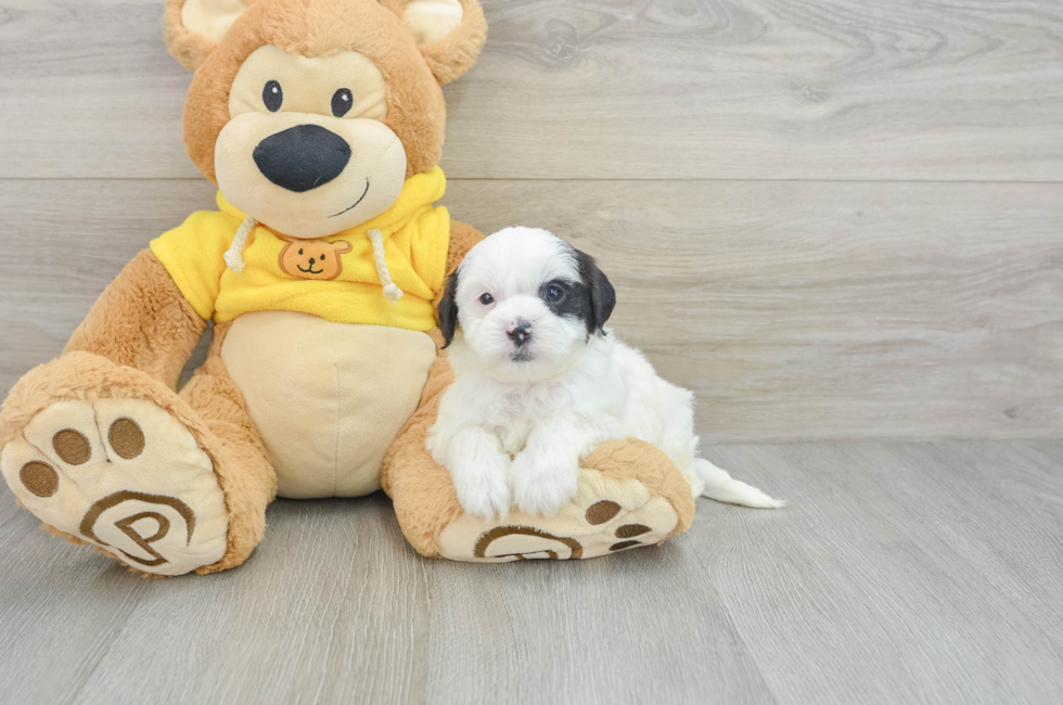 7 week old Shih Poo Puppy For Sale - Puppy Love PR