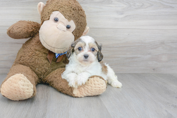 Shih Poo Pup Being Cute