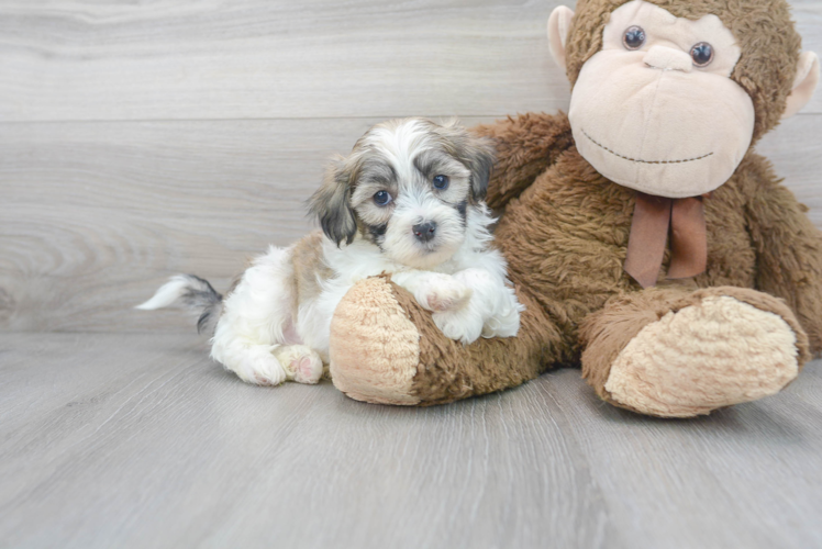 Cute Shih Poo Poodle Mix Pup