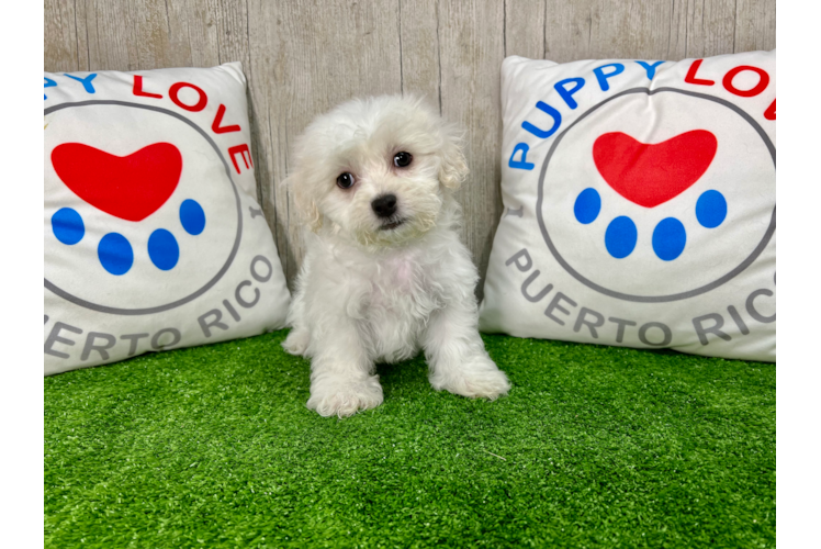 Meet Ty - our Shih Poo Puppy Photo 1/4 - Puppy Love PR Cute Shih Poo Baby
