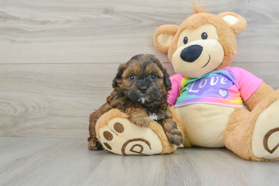 Funny Shih Poo Poodle Mix Pup