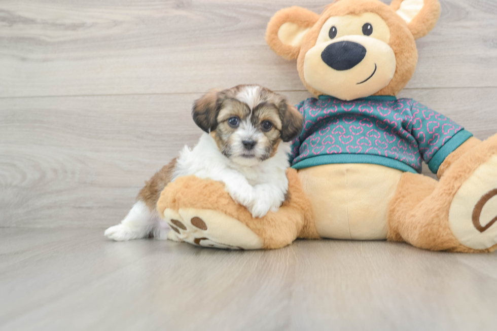 Shih Poo Puppy for Adoption