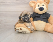 5 week old Shih Poo Puppy For Sale - Puppy Love PR
