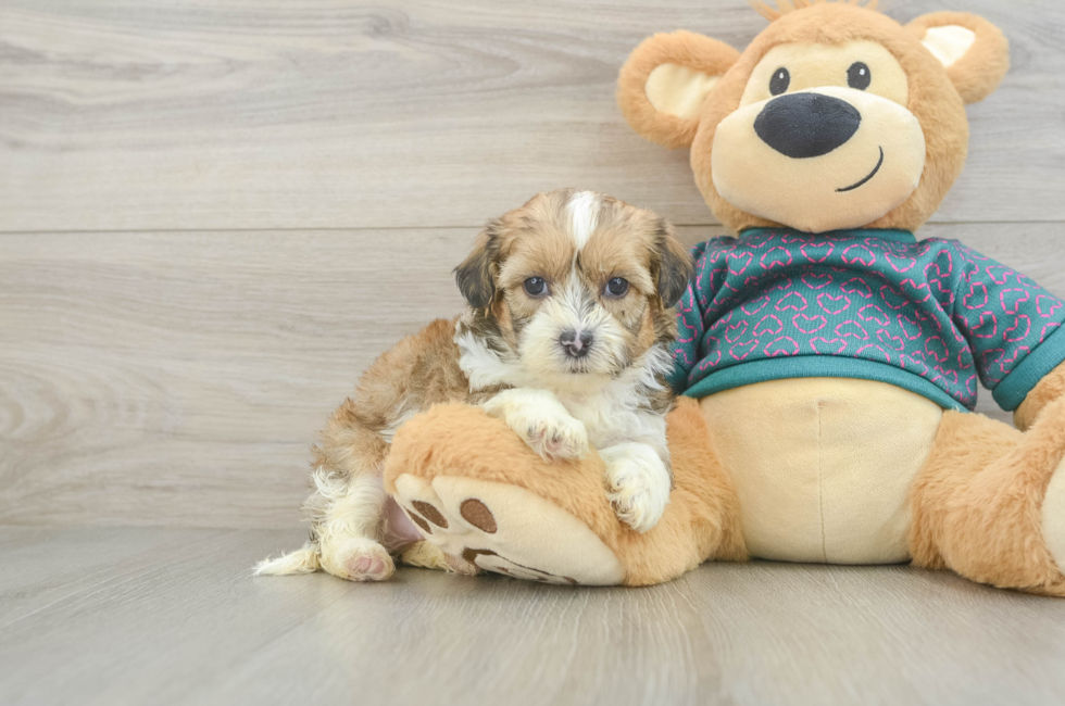 5 week old Shih Poo Puppy For Sale - Puppy Love PR